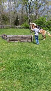 We introduce horses to jumping by using a platform jump. It is a safer way to teach horses than the traditional method. Jumping is for owners and more advanced riders.