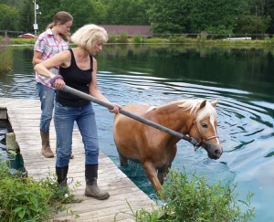 Judy swims Novari a few laps for exercise and conditioning. This is a great way to keep the horses healthy and fit.